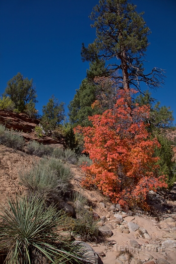Herbstlicher Zion NP - I